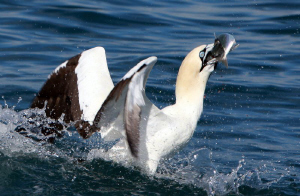 Some top side shots taken on the 2011 Sardine Run.  A "TU... by Allen Walker 